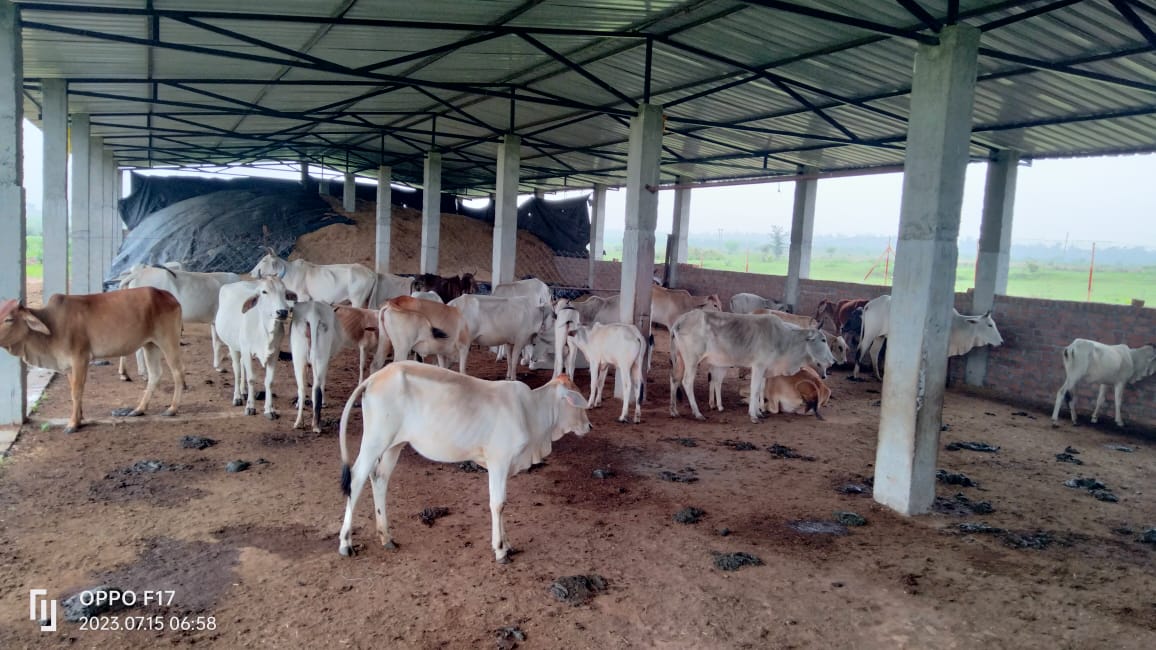 गैलरी छवि 8